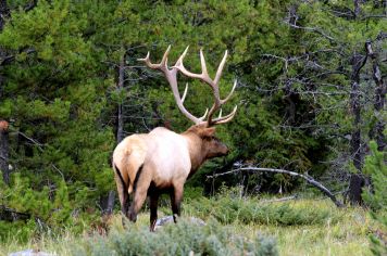 Bull Elk 2